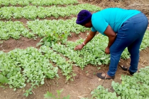 CABBAGE FARM DEMONISTRATION