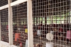 THE DEPARTMENT OF AGRIC IN AMCDA VISITED POULTRY FARM ON THURSDAY 10TH FEBRUARY, 2022