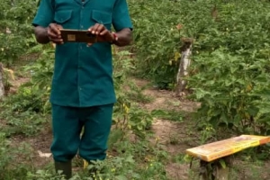 THE DEPARTMENT OF AGRIC IN AMCDA SUPERVISED THE PEPPER FARM AT FIANKOMA ON 20TH APRIL, 2022.