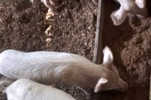 THE AGRIC DEPARTMENT IN ACDA VISITED A PIGGERY FARM AT ABOABO ON THE 25TH FEBRUARY, 2022.