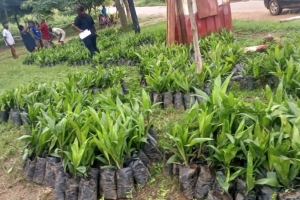 THE AGRIC DEPARTMENT IN ACDA DISTRIBUTED PALM OIL TREES TO FARMERS AT AFOAKO ON 21ST APRIL, 2022.