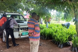 THE DEPARTMENT OF AGRIC IN ACDA SHARED PALM OIL TREES TO FARMERS ON 18TH APRIL, 2023.