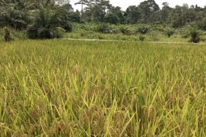THE DEPARTMENT OF AGRIC IN ACDA DEMONSTRATED RICE FARM AT KENTE ON 16TH NOVEMBER, 2022