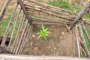 THE 2022 GREEN GHANA SEEDLINGS DISTRIBUTED TO AMANSIE CENTRAL DISTRICT